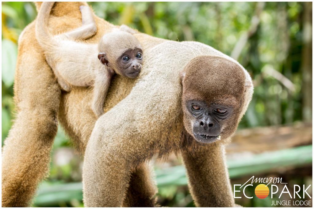 アマゾン エコパーク ジャングル ロッジ マナウス エクステリア 写真
