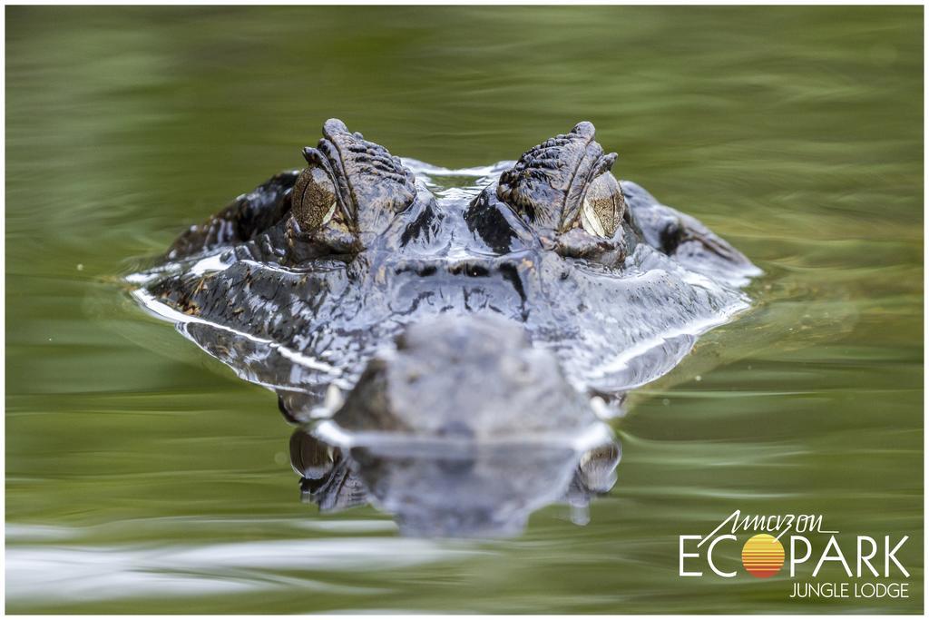アマゾン エコパーク ジャングル ロッジ マナウス エクステリア 写真